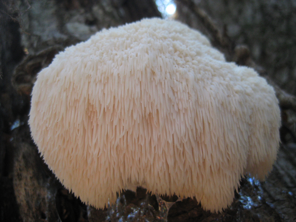 Lion's Mane Mushroom