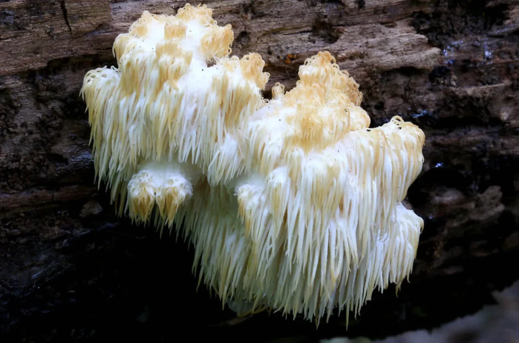 Lion's Mane Mushroom